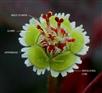  Cyathium